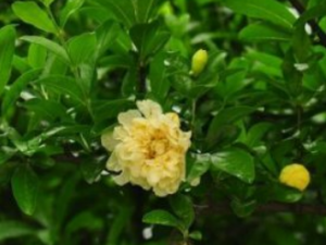 ���������Ĺ�Ч �������������׸�к