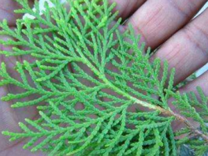 ����Ҷ�Ĺ�Ч ����Ҷ��С���ʴ�