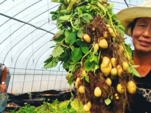 ���Ƶ��Ĺ�Ч ���Ƶ���С�������