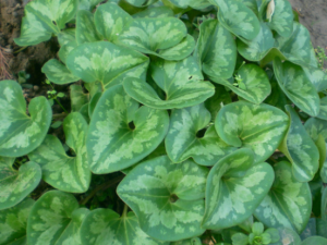 ����ɢ�Ĺ�Ч ����ɢ�����Ƽ����Ǹ���