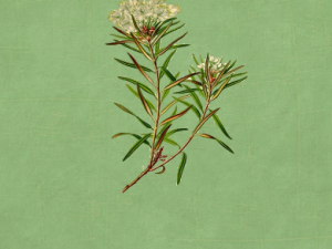 ��ɽ̦�Ĺ�Ч ��ɽ̦���¾�����