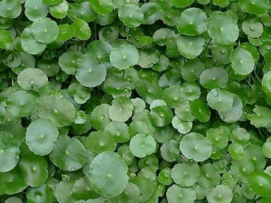 ��Ǯ�ݵĹ�Ч ��Ǯ�����η���ɢ���ͷʹ��