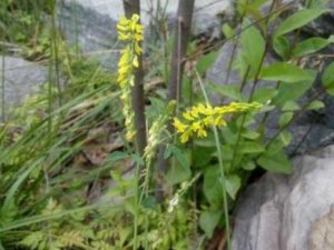 �ٺ��ݵĹ�Ч �ٺ�������������