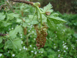 ˑ��������Щ��Ч ˑ������÷��