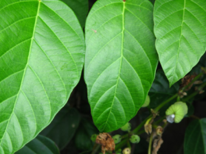 ����������Щ��Ч ���������η�ʪ�Թؽ�ʹ����ʹ