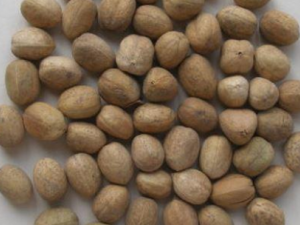 ��ű���Ĺ�Ч ��ű������ű����