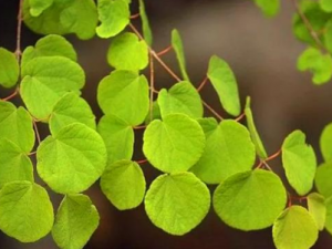 �������Ĺ�Ч ��������С������鴤֫��