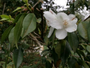 �����Ĺ�Ч �������Ӹ�״���