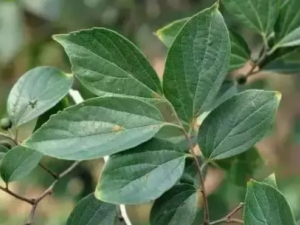 ����Ҷ�Ĺ�Ч ����Ҷ���ȶ�����