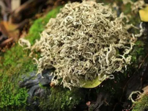 ����Ѭ����ʲô���� ����Ѭ���ɻ�����ʹ��