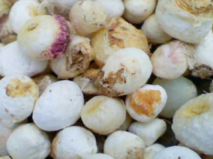 С�����������ù�Ч С��������������ʲô��