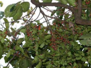 ̥ɣɢĹЧ ̥ɣɢﾪ̥