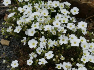 ���ɽ��׺�Ĺ�Ч ���ɽ��׺����ʪ�ȱ�