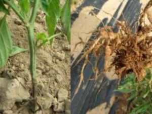 ���������Щ�����߲˺�