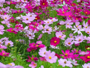 ��˹�յĹ�Ч ��˹��������Ӹ���׶�