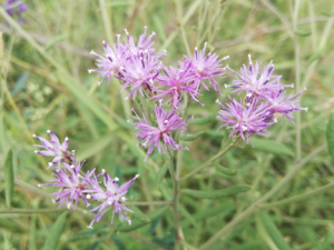 ��ë�յĹ�Ч ��ë�����ڷ�ʪ�ؽ�ʹ