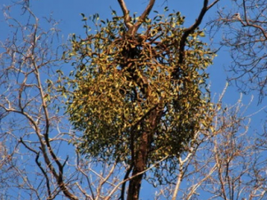 ��������Ĺ�Ч ��������β���Ѫ��ʹ