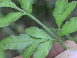 ��ڲݵĹ�Ч ��ڲ����Ƹ���ϸ��������