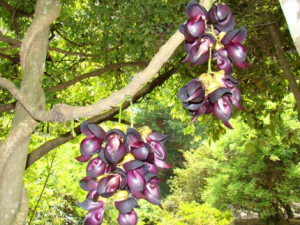 ���켦Ѫ�ٵĹ�Ч ���켦Ѫ������Ѫ����