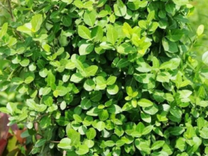 �����ٵĹ�Ч ���������ڿ�Ѫ