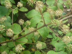 ��ľ��Ĺ�Ч ��ľ����Ƣ��˥��