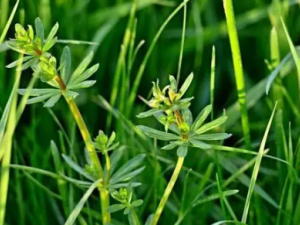 �Ҵ��ݵĹ�Ч �Ҵ��������Ի����ʹ�Ⱦ�Ը���