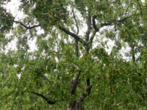 �������Ĺ�Ч ��������������