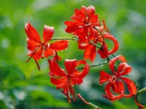 ��ˮ���Ĺ�Ч ��ˮ��������