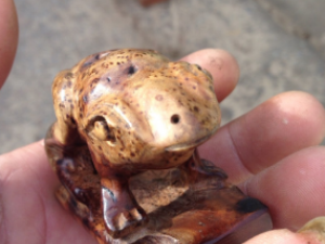 ���ľ�Ĺ�Ч ���ľ�θ�ð