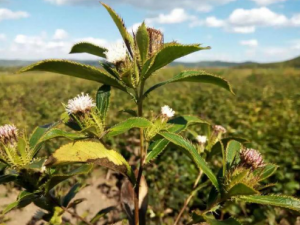 ������Ĺ�Ч ������������