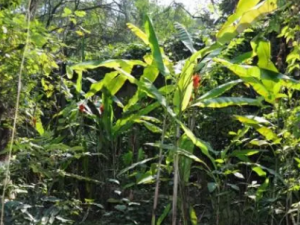 ����ɢ�Ĺ�Ч ����ɢ�����ˮ��