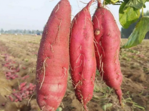 ��������߲˺� С���Ƽ�һЩ�����߲�