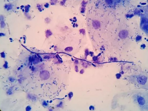 ״ƬĹЧ ״ƬƢʪƢİ