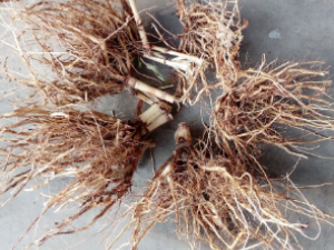 ץ�ػ��Ĺ�Ч ץ�ػ��ζ���ҧ��