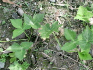 Ѽ���۸��Ĺ�Ч Ѽ���۸��η纮��ð