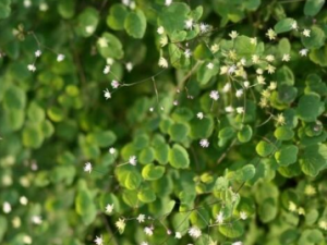 �̹��ݵĹ�Ч �̹�������ʹ