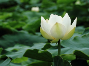 �׺ɻ�¶�Ĺ�Ч �׺ɻ�¶�����Է���