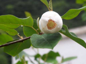 ��Ҷ���Ĺ�Ч ��Ҷ��������������ʹ