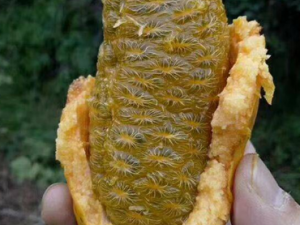 ���¹ϵĹ�Ч���� ���¹���С��̳�