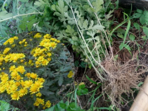 ����Ĺ�Ч���� ����ƽ��ֹ���δ���