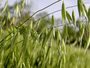 ����ݵĹ�Ч �����������Ѫ