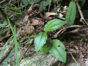 �������Ĺ�Ч ����������������