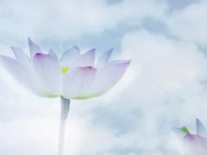 ������Ĺ�Ч ������÷�������Ѫ