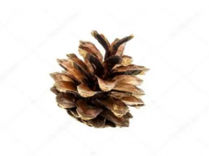 �������Ĺ�Ч ��������������������