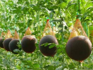 ���ƹϵĹ�Ч ���ƹϻ�̵ͨ�����з粻��