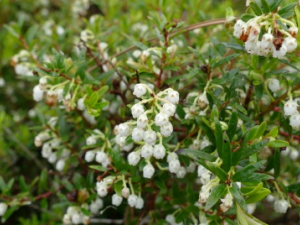 �������Ĺ�Ч ���������ڷ�ʪ�Թؽ���