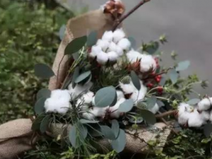 ��֦�ڵĹ�Ч ��֦���γ�����ʹ