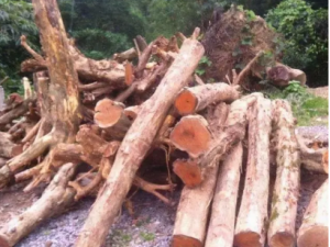 ���ľ�Ĺ�Ч ���ľ������