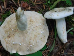 ���鹽�Ĺ�Ч ���鹽��׷��ɢ��