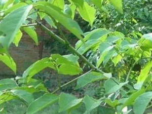 �����ٰ��Ĺ�Ч �����ٰ������ο����Թ��ۡ�